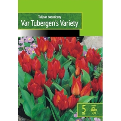 Tulipaner VAN TUBERGENS VARIETY