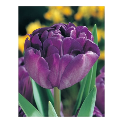 Tulipaner Bomsterløk BLUE DIAMOND