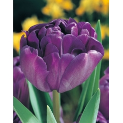 Tulipaner Bomsterløk BLUE DIAMOND