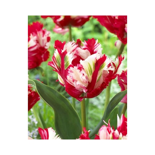 Tulipaner Blomsterløk ESTELLA RIJVELD