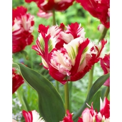 Tulipaner Blomsterløk ESTELLA RIJVELD