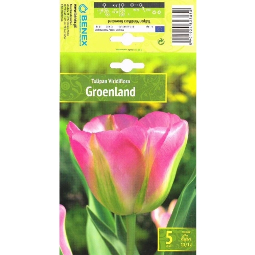 Tulipaner Blomsterløk GROENLAND