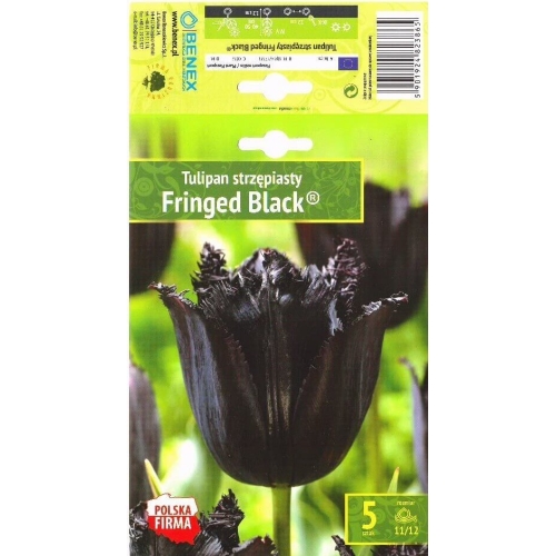 Tulipaner Blomsterløk FRINGED BLACK