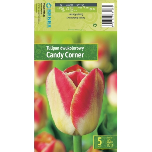 Tulipaner Blomsterløk CANDY CORNER