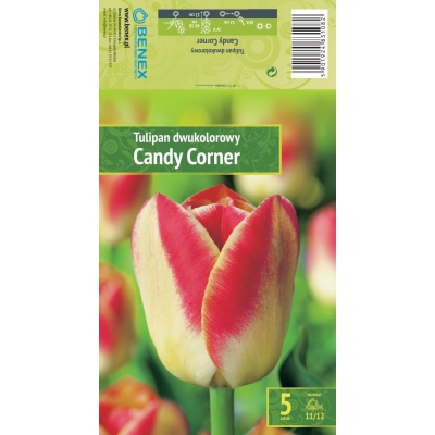 Tulipaner Blomsterløk CANDY CORNER
