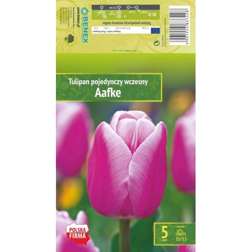 Tulipaner AAFKE Blomsterløk
