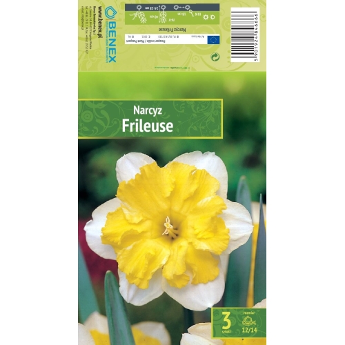 Påskeliljer FRILEUSE