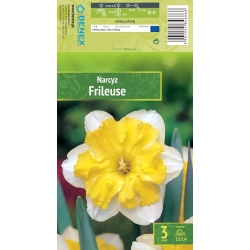 Påskeliljer FRILEUSE