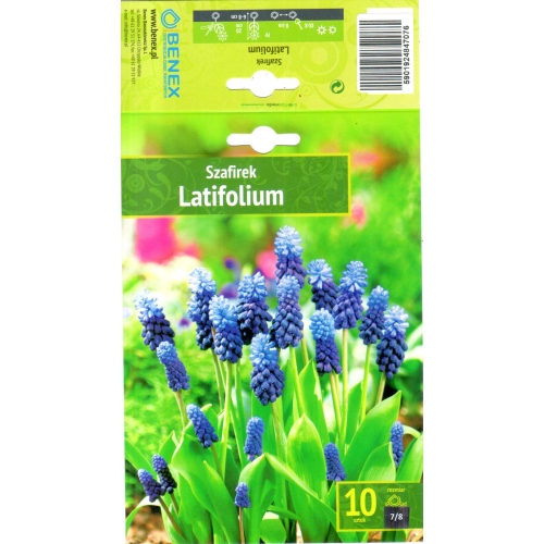 Muscari latifolium BLUE/VIOLET