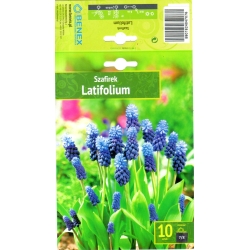 Muscari latifolium BLUE/VIOLET