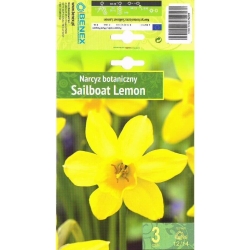 Påskeliljer SAILBOAT LEMON