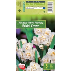 Påskeliljer BRIDAL CROWN
