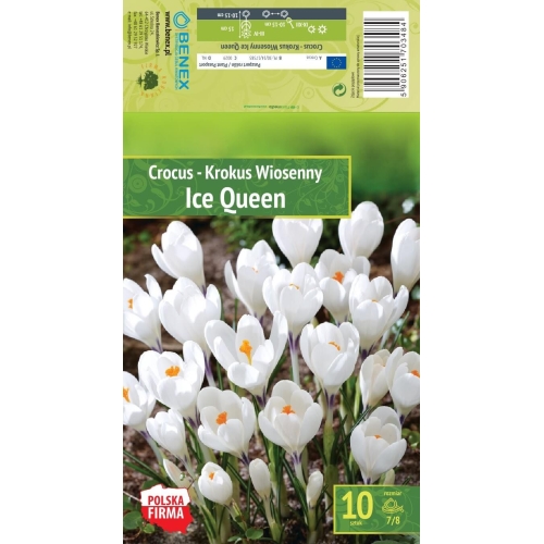 Krokus ICE QUEEN Blomsterløk