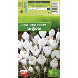 Krokus ICE QUEEN Blomsterløk