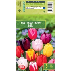 Tulipaner TRIUMPH MIX Blomsterløk