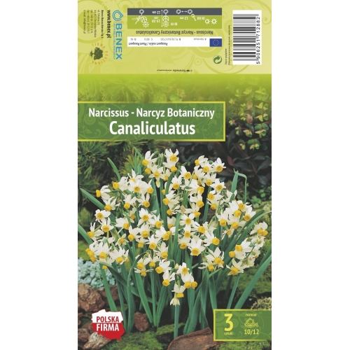 Påskeliljer CANALICULATUS