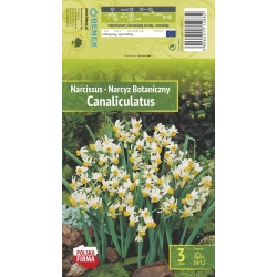 Påskeliljer CANALICULATUS