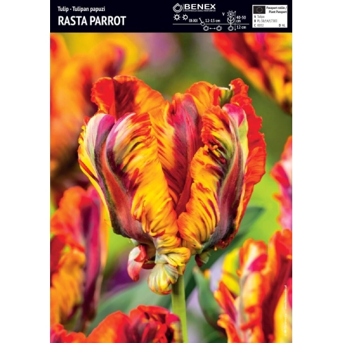 Tulipaner RASTA PARROT Blomsterløk