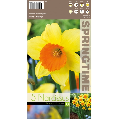 Påskeliljer LOVEDAY