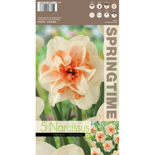 Påskeliljer DELNASHAUGH