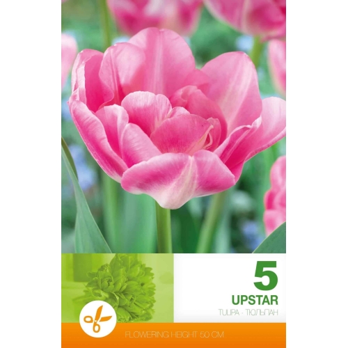 Tulipaner UPSTAR Blomsterløk