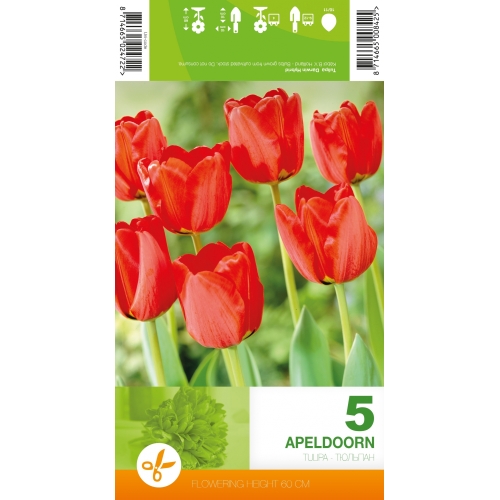 Tulipaner APELDOORN Blomsterløk