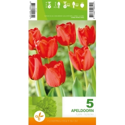 Tulipaner APELDOORN Blomsterløk