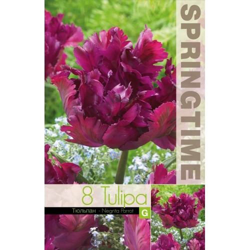 Tulipaner NEGRITA PARROT Blomsterløk