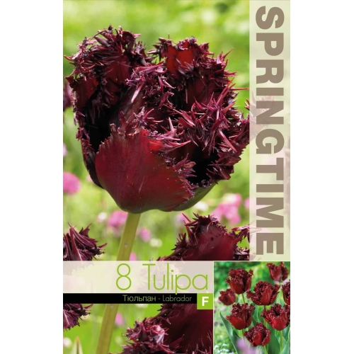 Tulipaner LABRADOR Blomsterløk