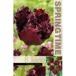 Tulipaner LABRADOR Blomsterløk