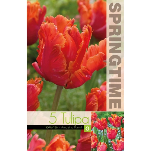 Tulipaner AMAZING PARROT Blomsterløk