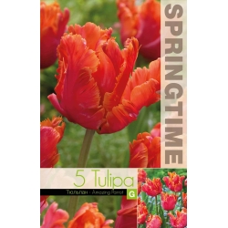 Tulipaner AMAZING PARROT Blomsterløk