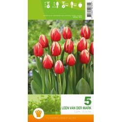 Tulipaner LEEN VAN DER MARK