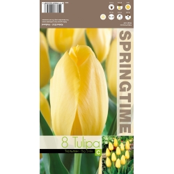 Tulipaner BIG SMILE Blomsterløk