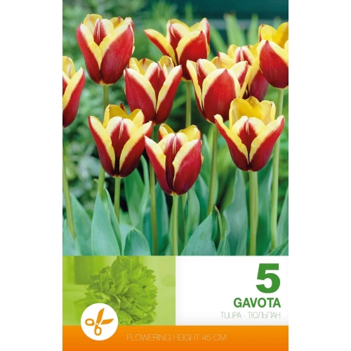 Tulipaner GAVOTA Blomsterløk
