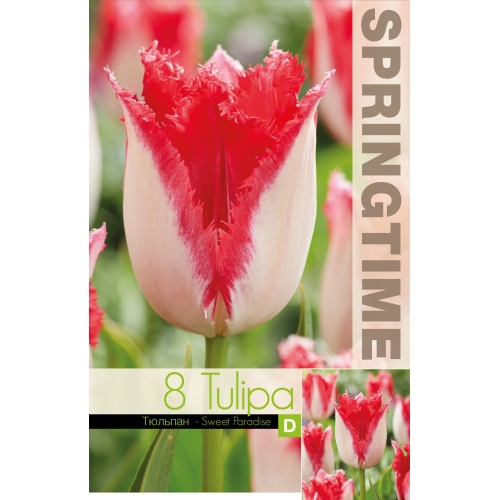 Tulipaner SWEET PARADISE Blomsterløk