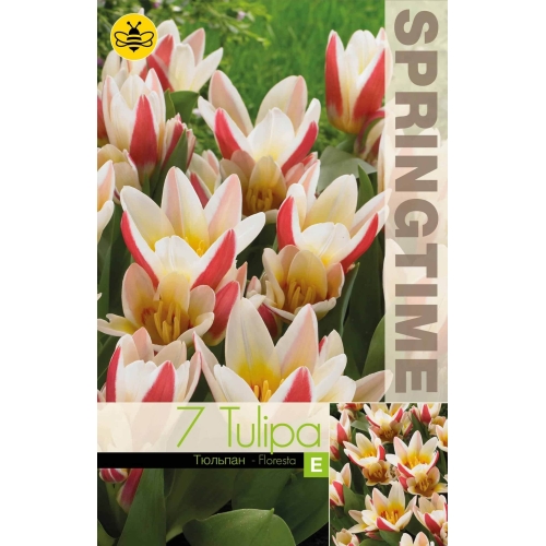 Tulipaner FLORESTA Blomsterløk
