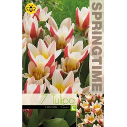 Tulipaner FLORESTA Blomsterløk