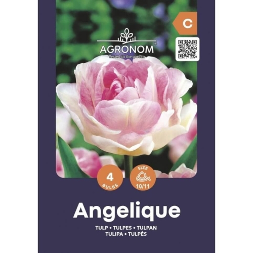 Tulipaner Blomsterløk ANGELIQUE