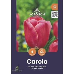 Tulipaner Blomsterløk CAROLA