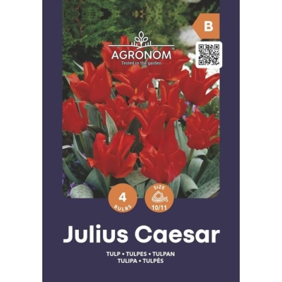 Tulipaner JULIUS CAESAR Blomsterløk
