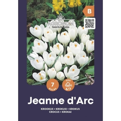 Vårkrokus JEANNE DARC Blomsterløk