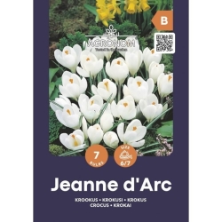 Vårkrokus JEANNE DARC Blomsterløk