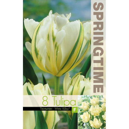 Tulipaner WHITE VALLEY Blomsterløk