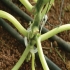 Planteopphengsystem til drivhus CANOPIA by PALRAM