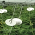 Planteopphengsystem til drivhus CANOPIA by PALRAM