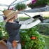 Planteopphengsystem til drivhus CANOPIA by PALRAM