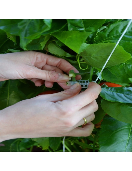 Planteopphengsystem til drivhus CANOPIA by PALRAM