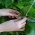 Planteopphengsystem til drivhus CANOPIA by PALRAM