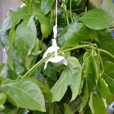Planteopphengsystem til drivhus CANOPIA by PALRAM